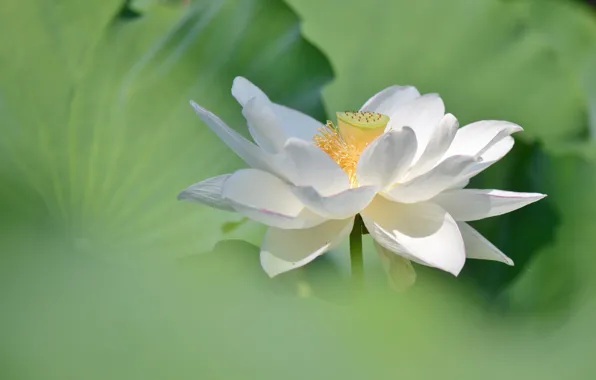 White, flowers, green, background, Lotus