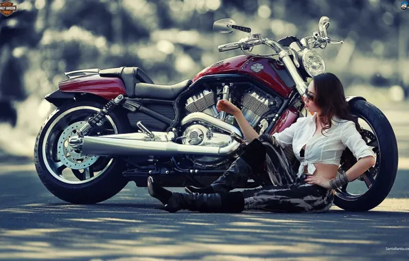 Picture Harley, girl, motorcycles