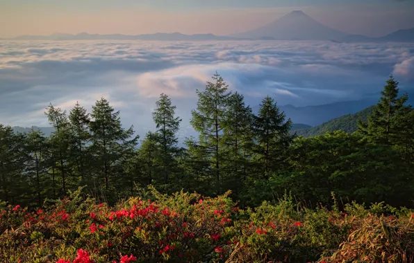 Forest, the sky, landscape, flowers, mountains, fog, hills, mountain