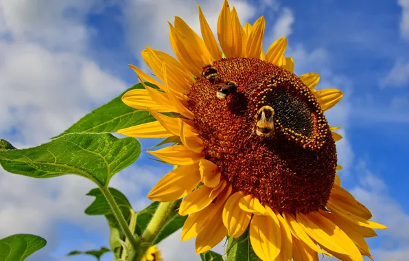 Flower, the sky, bee, sunflower, insect, bumblebee