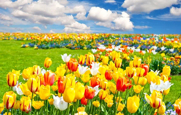 The sky, clouds, flowers, Field, tulips
