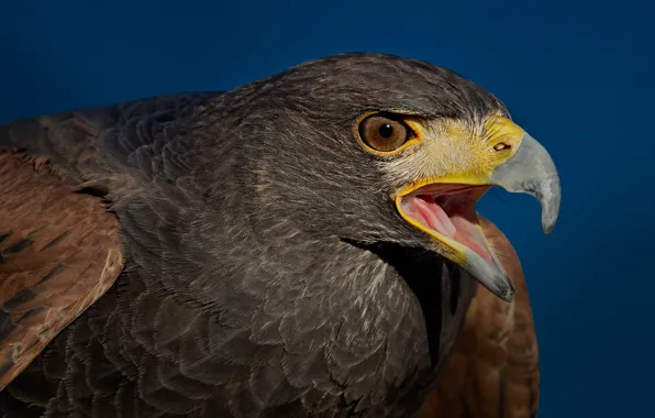 Picture bird, predator, beak, desert Buzzard