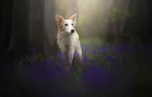 Look, nature, dog
