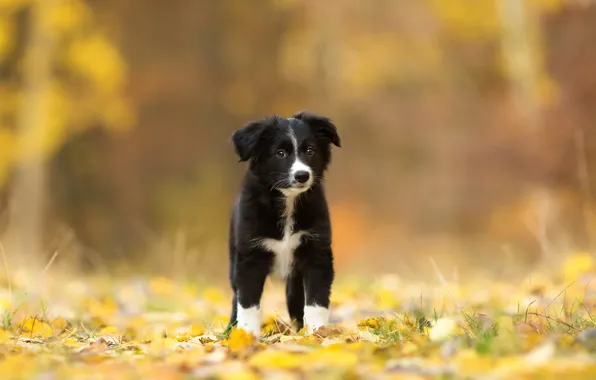 Autumn, look, each, dog