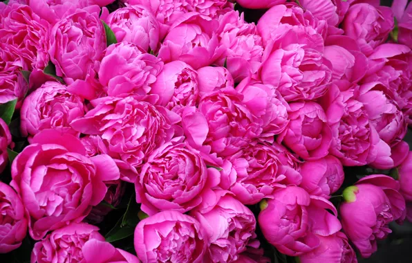 Picture Flowers, Petals, Pink, Peonies, Many