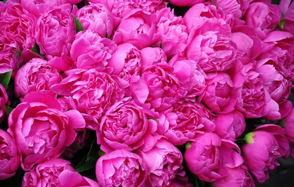 Flowers, Petals, Pink, Peonies, Many