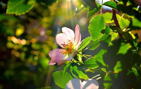 Picture Spring, Flower, Flowers, Spring, ray