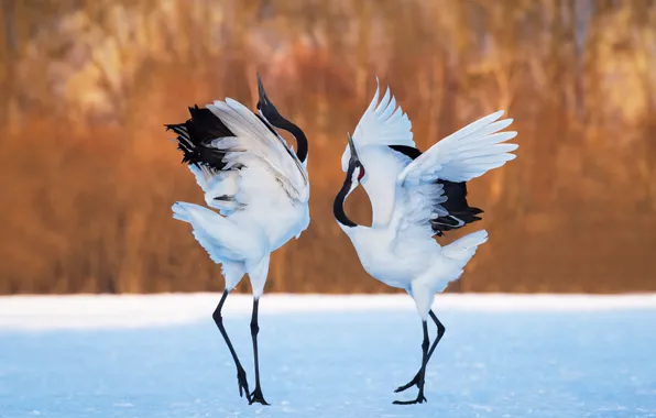 Snow, background, dance, pair, cranes