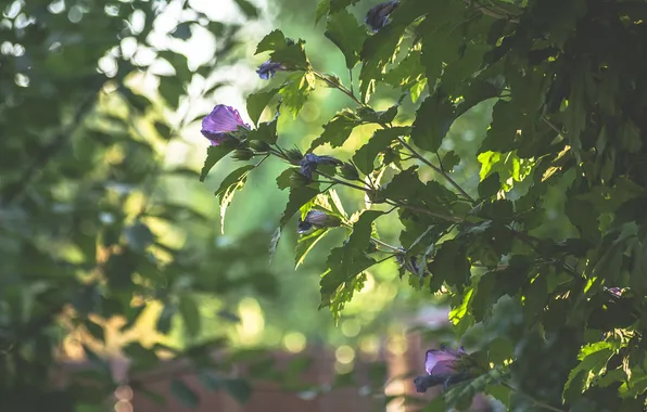 Leaves, flowers, petals, the bushes