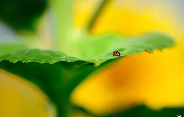 Picture sheet, ladybug, focus, blur, nasekomoe