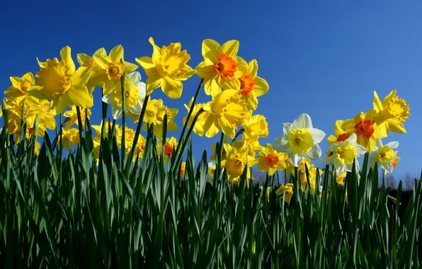 The sky, nature, meadow, daffodils