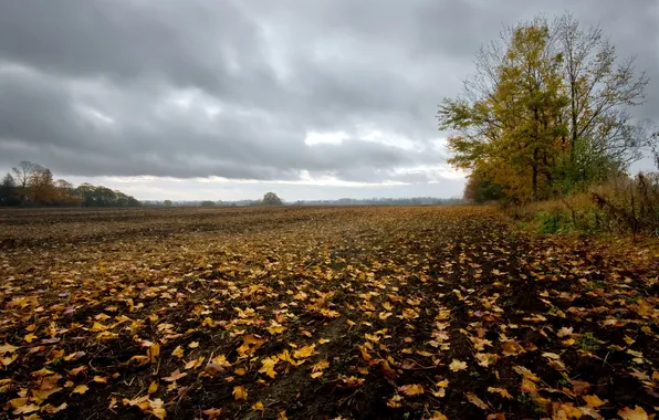 Field, autumn, leaves