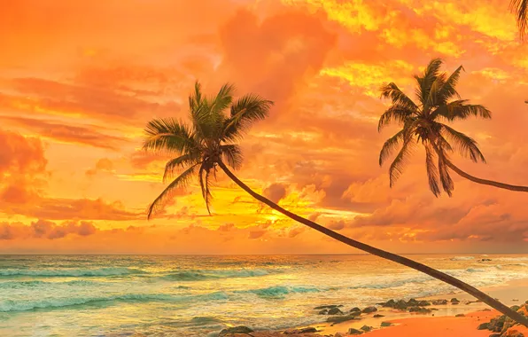 Sand, sea, beach, sunset, palm trees, shore, beach, sea