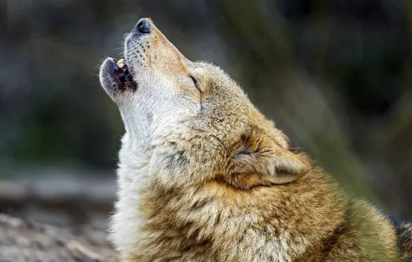 Picture wolf, predator, howl, sings, ©Tambako The Jaguar