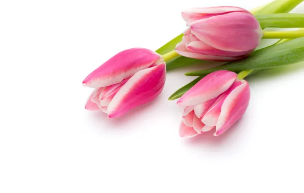 Picture flowers, bouquet, fresh, pink, flowers, beautiful, tulips, pink tulips