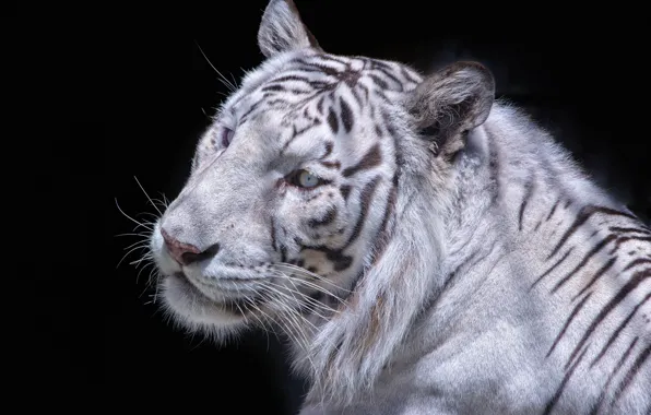 Picture face, the dark background, white tiger, wild cat