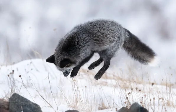 Picture winter, snow, jump, Fox, Silver Fox