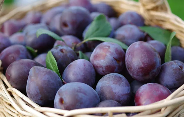 Picture nature, garden, harvest, fruit, plum, September, cottage