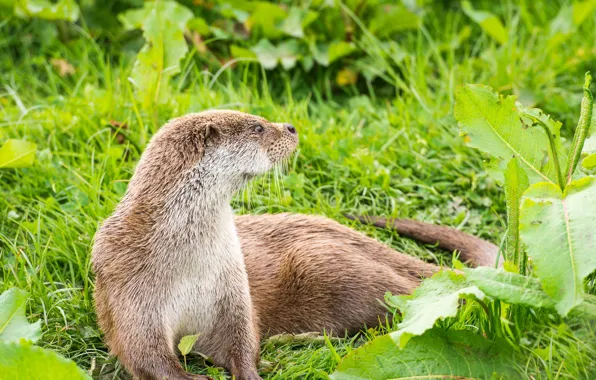 Greens, grass, leaves, nature, otter, European Otter