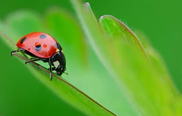 Picture macro, green, beetle, nasekomye