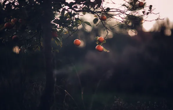 Nature, tree, tangerines
