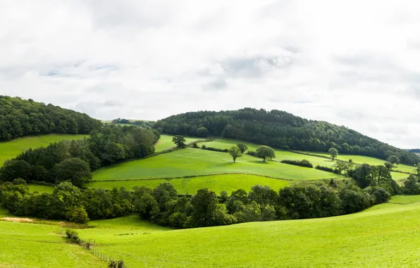 Greens, forest, clouds, trees, hills, panorama