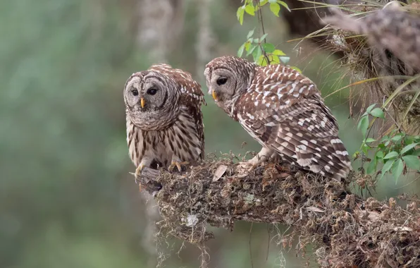 Picture birds, owls, a couple, A barred owl