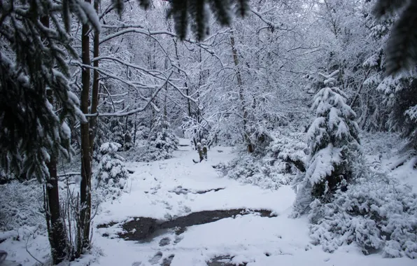 Picture winter, forest, snow, trees, nature, Germany, path, Germany