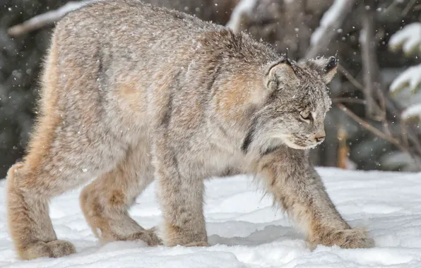 Picture winter, snow, lynx, wild cat