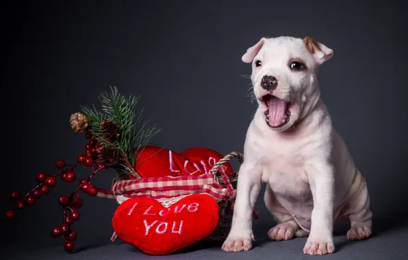 Heart, dog, dog