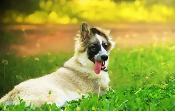 Picture background, each, puppy, weed