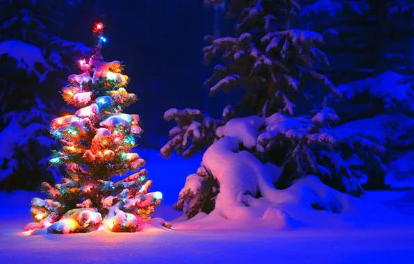 Winter, light, snow, trees, night, lights, lights, tree