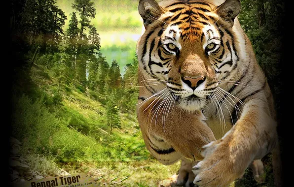 Picture tiger, animal, big cat, Tiger in jungle