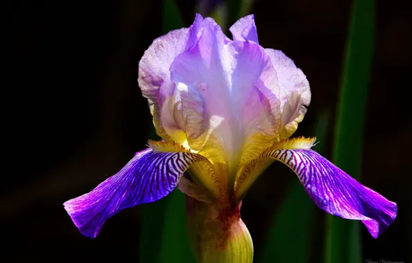 Macro, flowers, spring, iris