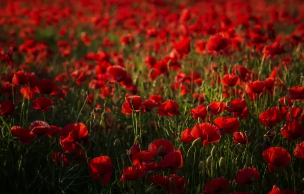Summer, flowers, Maki, meadow, red, a lot, bokeh, poppy field