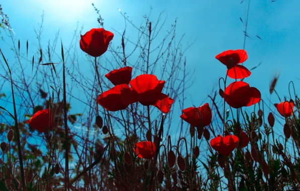 Picture the sky, flowers, red, blue, glade, bright, Mac, Maki