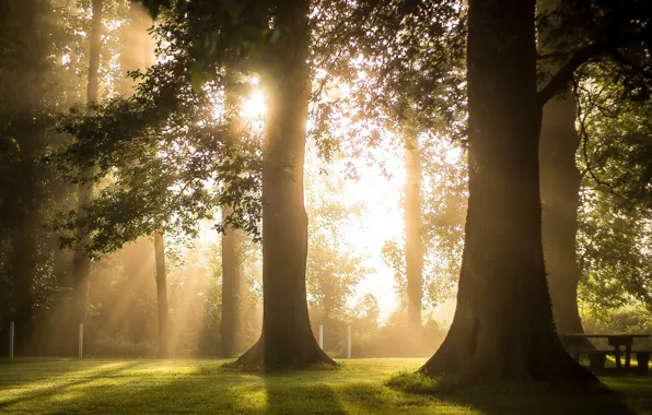 Light, trees, morning