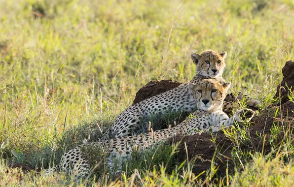 Picture stay, family, pair, Cheetah