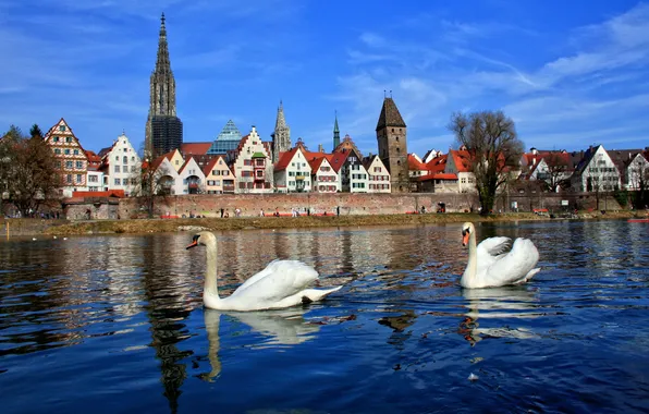 Picture the city, river, tree, home, Germany, Bayern, swans, Neu-Ulm