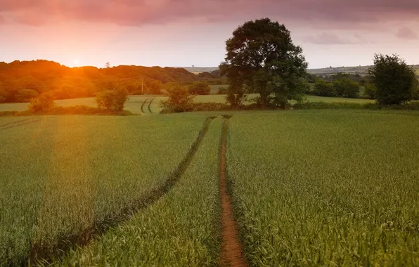 Field, trees, sunset, track, barley