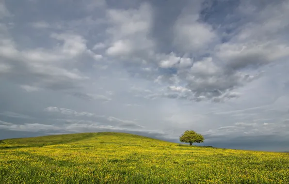 Field, clouds, flowers, tree, England, rape, Buckinghamshire