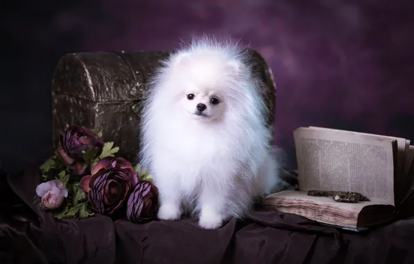 White, purple, look, pose, background, dog, bouquet, fluffy