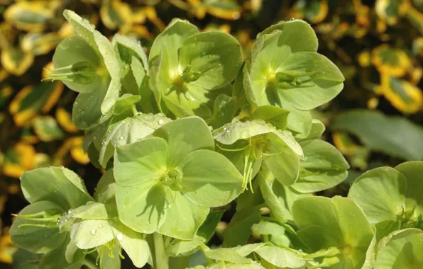 Hellebore, Helleborus, green flowers