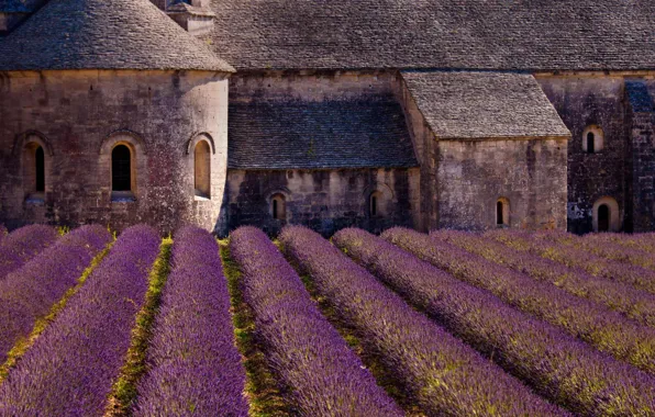 France, lavender, plantation, senanque Abbey