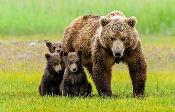 Picture look, baby, bear, bear, mom, harsh, bear, ready to defend