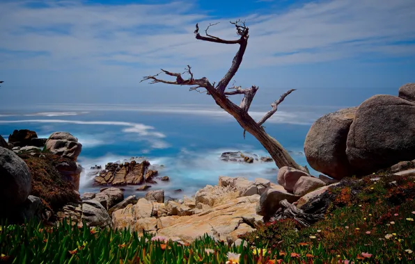 Sea, the sky, clouds, branches, blue, stones, tree, rocks