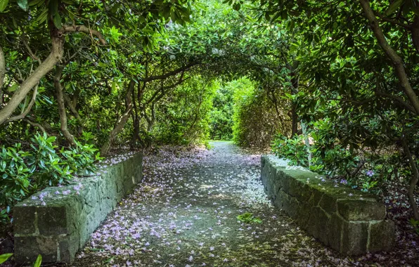 Picture greens, Park, alley, fallen petals