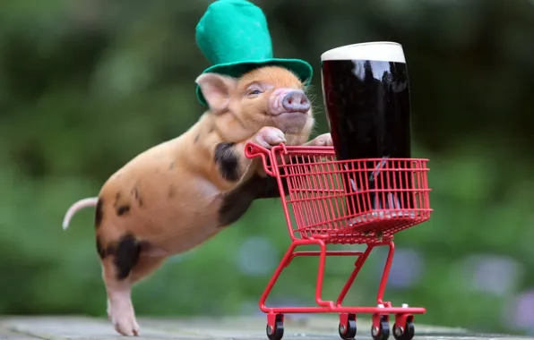 Beer, stroller, truck, pig