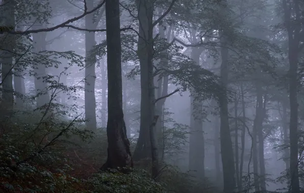 Forest, trees, nature, fog