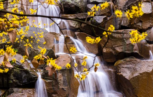 Flowers, branches, nature, stones, waterfall